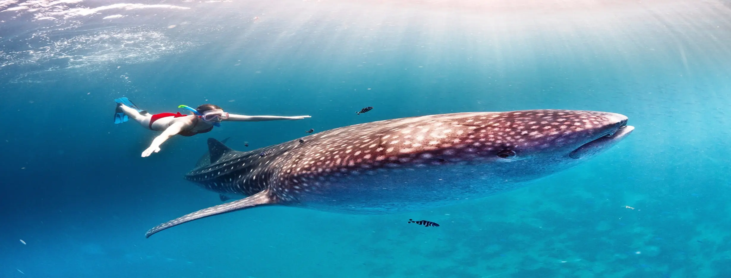 Image for Whale Sharks